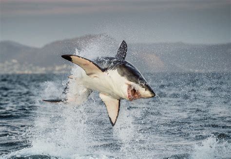 Great white sharks are suddenly absent from their hunting grounds off ...