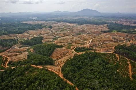 All You Need to Know About Palm Oil Deforestation | Earth.Org