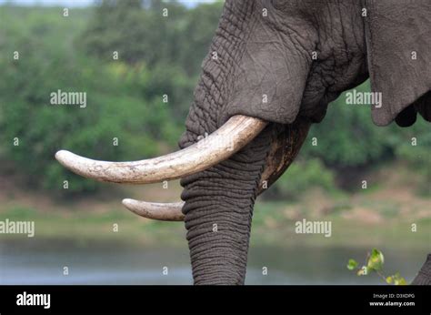 Photos of Africa, African Bull Elephant tusks from side Stock Photo - Alamy