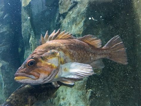 Oregon Coast Aquarium | Newport, Oregon, USA | runarut | Flickr