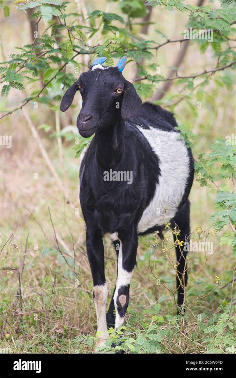 Bush Goat High Resolution Stock Photography and Images - Alamy