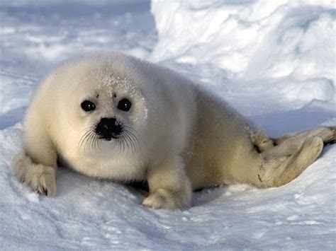 Nature Seals Winter Snow Animals Baby Animals