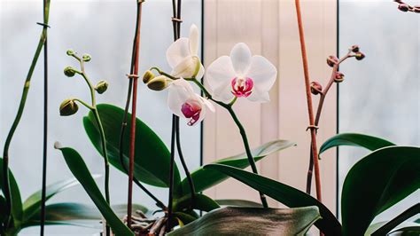 How to get an orchid to rebloom: top tips for more flowers | Gardeningetc