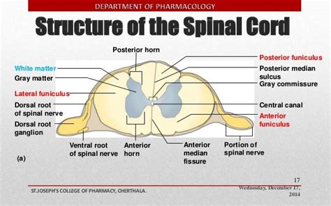 Spinal cord