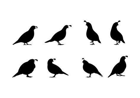 Quail Silhouette Clip Art