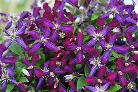 Sweet Summer Love™ - Clematis Vines - Donahue's Greenhouse