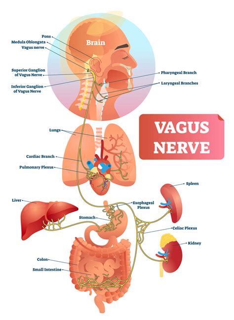 How Does Yoga Work? - Yoganatomy