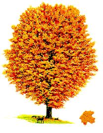 New York State Tree Sugar Maple State Symbols Usa Photos