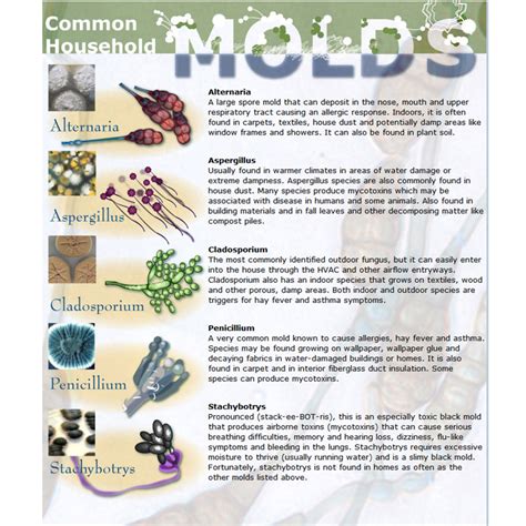 Mold Detection Kit