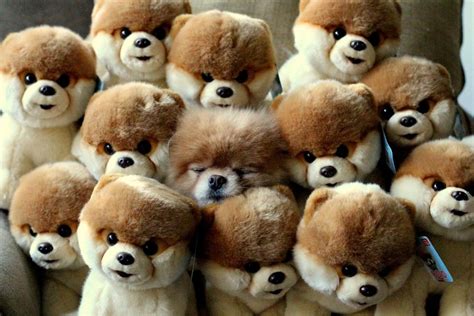 Spot The Impostor | Cute animals, Boo the dog, World cutest dog