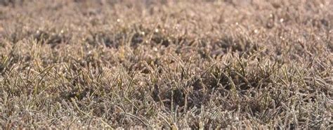 Why is Grass Brown in the Winter? | Gecko Green