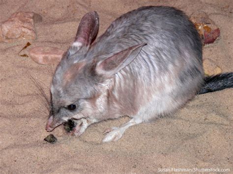 Bilby Facts For Kids - Information, Pictures & Video