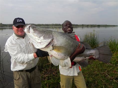 THE FISHING NEWS: Nile Perch at Murchison Falls in Uganda. Africa