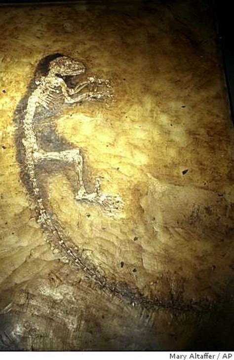 47 million-year-old fossil remarkably intact - SFGate