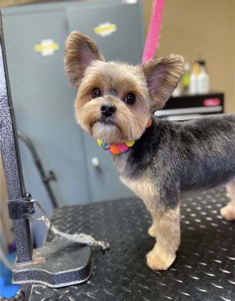 Yorkie Teddy Bear Haircut: Tips for a Cute Look - Rocky Kanaka