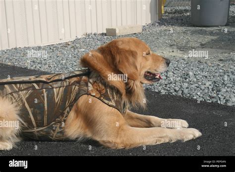 55+ Golden Retriever Duck Hunting - l2sanpiero