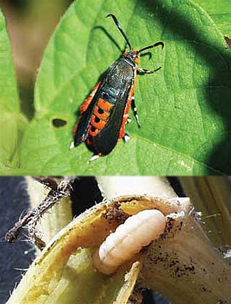 Squash Vine Borer Life Cycle