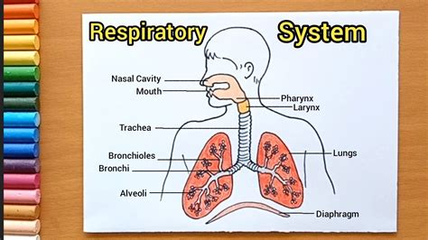 Human Respiratory System Model Labeled