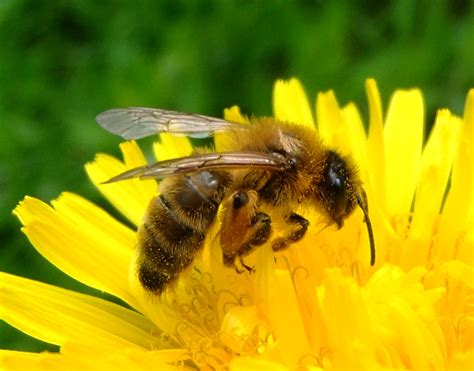 File:Honey bee on a dandelion, Sandy, Bedfordshire (7002893894).jpg - Wikimedia Commons