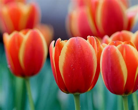 Orange And Yellow Tulips Photograph by Rospotte Photography