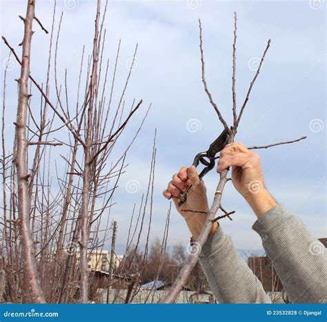 Pruning stock photo. Image of branch, fruit, growth, manual - 23532828