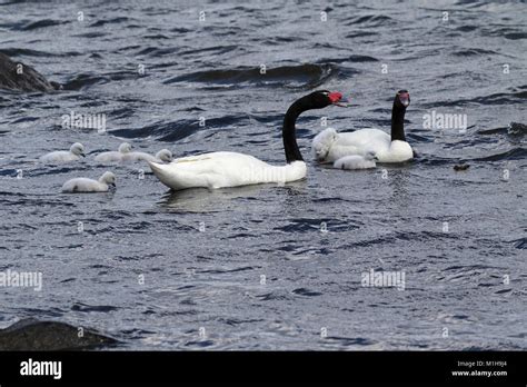 Black-necked swan Cygnus melancoryphus pair with cygnets on the sea at ...