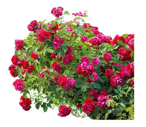 Insect Resistant Full Sun Exposure Fast Growth Green Leaves Rose Flower ...