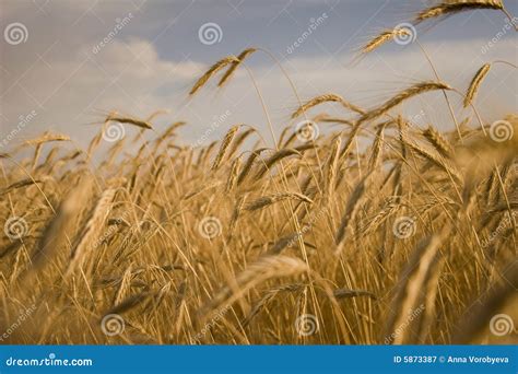 Cereal Plant stock image. Image of yellow, golden, food - 5873387