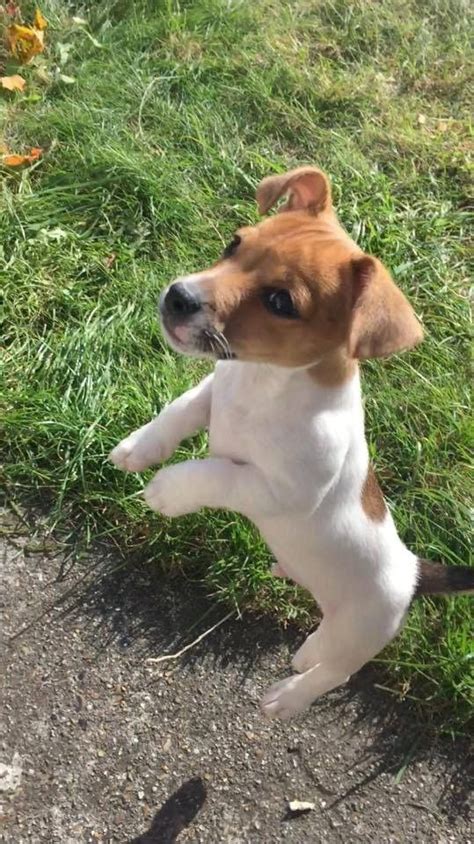 140 Best Jack Russell Dog Names | Jack russell dogs, Cute animals, Jack russell terrier puppies