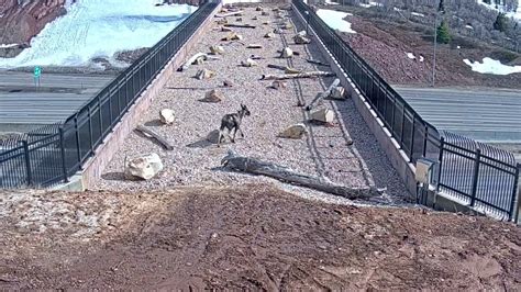 As SoCal plans 101 Fwy bridge to help mountain lions, video shows ...