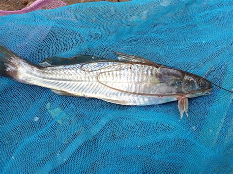 कटारना मासा / टेंगरा : Katarna Fish/ Tengra in Purna river Yeldari dam ...