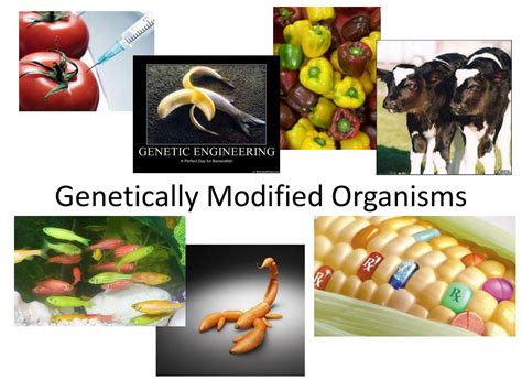 PPT - Genetically Modified Organisms PowerPoint Presentation, free download - ID:1604852