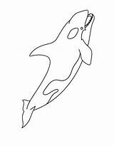 Killer Whale Printable Coloring Page sketch template