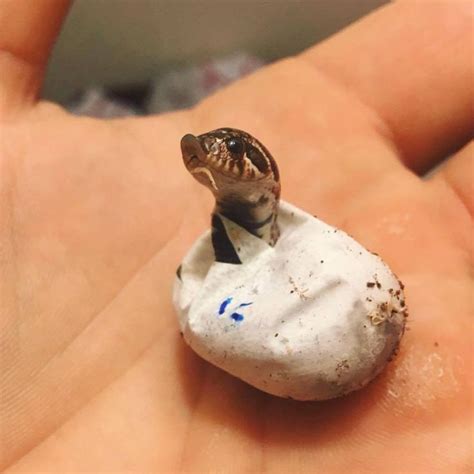 Hognose snake (Heterodon nasicus) baby hatching! Isnt it cute? Credit: Frank Suchey > For more ...