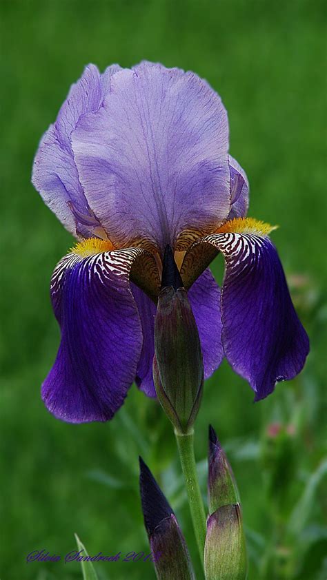 The Iris....... by Silvia Sandrock / 500px | Iris flowers, Beautiful ...