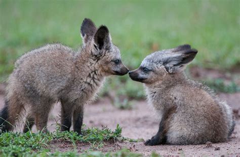 Bat Eared Fox Pups Snout to Snout | Sean Crane Photography