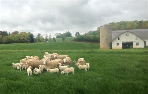 Farm Sheep - Lamb - Warren Wilson College