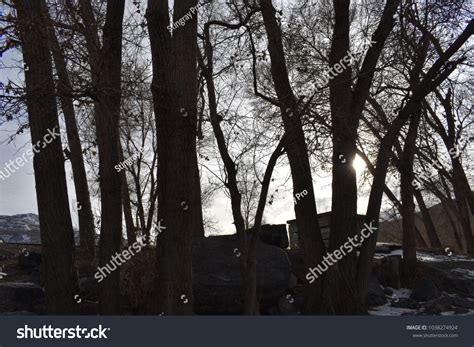 Dark Silhouette Trees Background Sunlight Stock Photo 1038274924 | Shutterstock