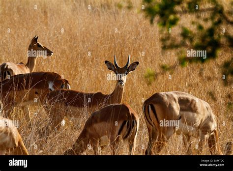 Impala antelope are prey animals, plains game for the predators Stock ...