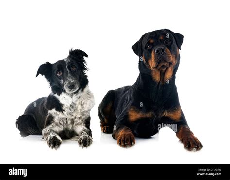 border collie and rottweiler in front of white background Stock Photo - Alamy