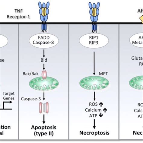 (PDF) Mechanisms of Cell Death in Acute Liver Failure