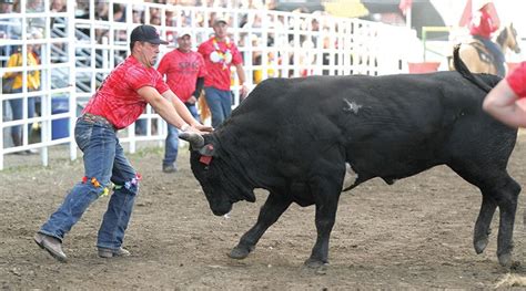 Running with the Bulls entertains | Strathmore Times