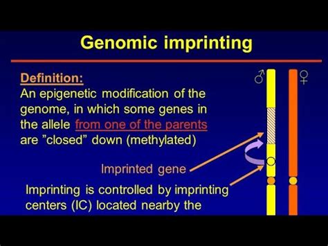 Genomic Imprinting - YouTube