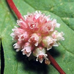 Cuscuta europaea - Monaco Nature Encyclopedia