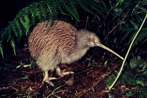 23 Kiwi Birds Fun Facts