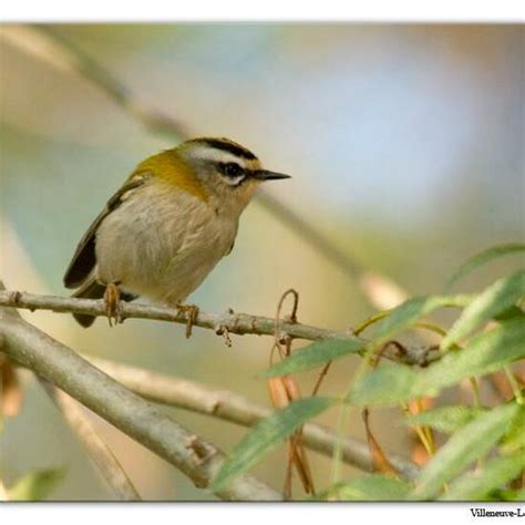 Common Firecrest: a Animal nature observation in the ecosystem City or ...