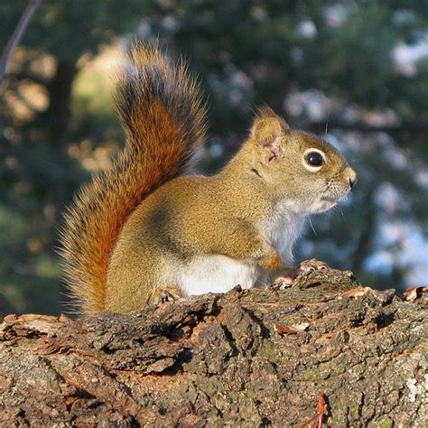 The News For Squirrels: What Do Squirrels Do In The Winter?