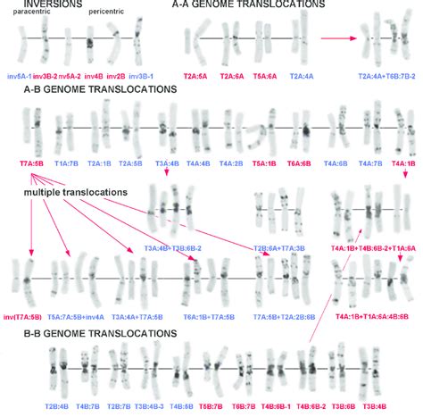 Diversity of chromosomal rearrangements and translocation lineages ...