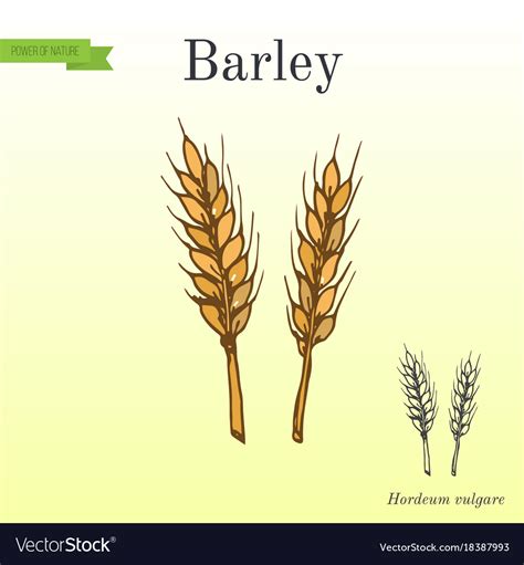 Hand drawn barley ears sketch Royalty Free Vector Image