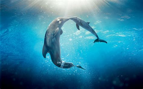 Cute Dolphin Wallpaper ·① WallpaperTag